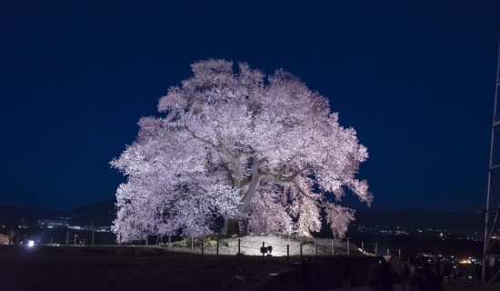 鳄冢的樱花