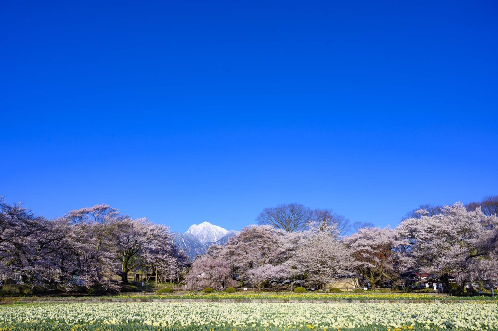 实相寺山高神代樱