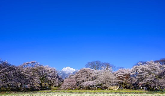 实相寺山高神代樱