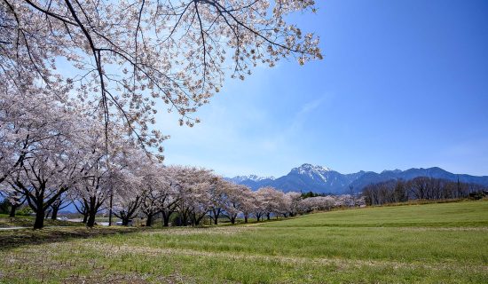 芜菁樱并木