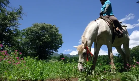 骑马体验90分钟路线在八岳丰富的自然环境中出发去软管徒步旅行!