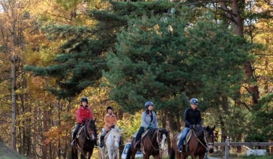 Horse riding experience 90 minutes course Depart for hose trekking in the rich nature of Yatsugatake!