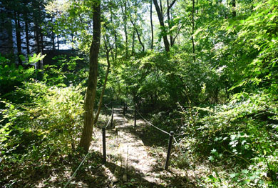 Walking Path in the forest, "Small Path"