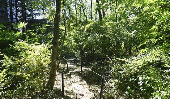 Walking path in the forest "Street Path"