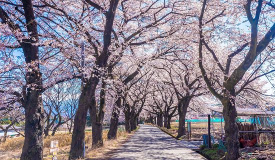 A row of cherry blossom trees in Mahara