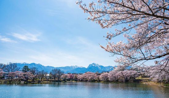 Cherry blossoms at Nagasakaushi Pond