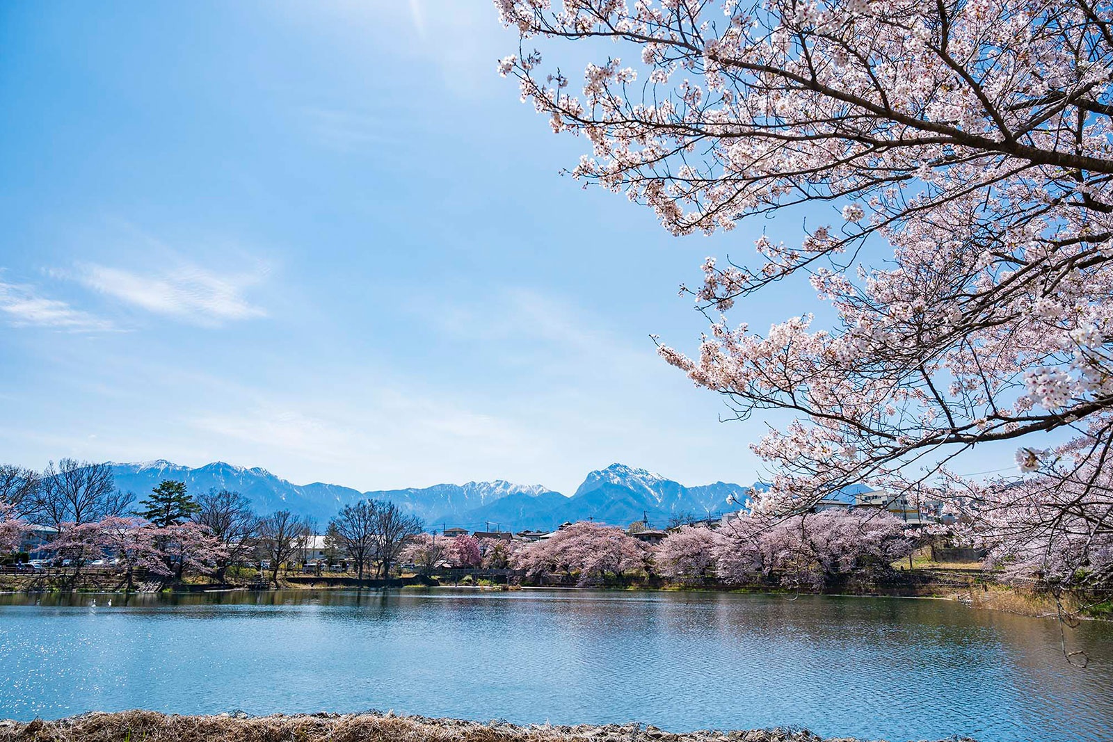 Cherry blossoms in Ushiike