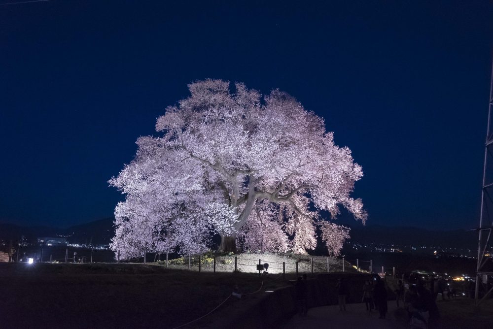 Cherry tree