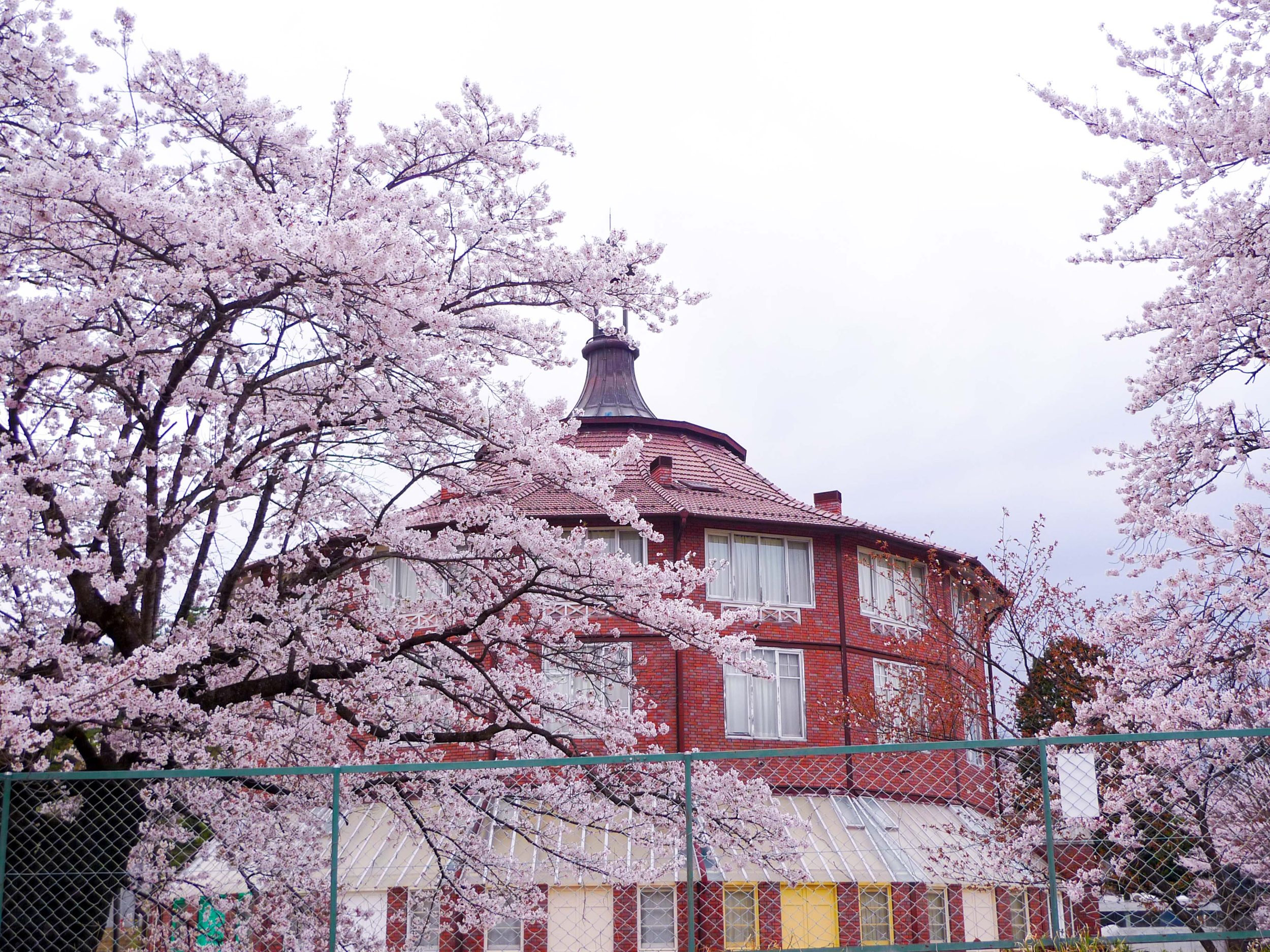 Cherry blossoms in Kiyoharu Art Village