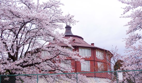 Cherry blossoms in Kiyoharu Art Village