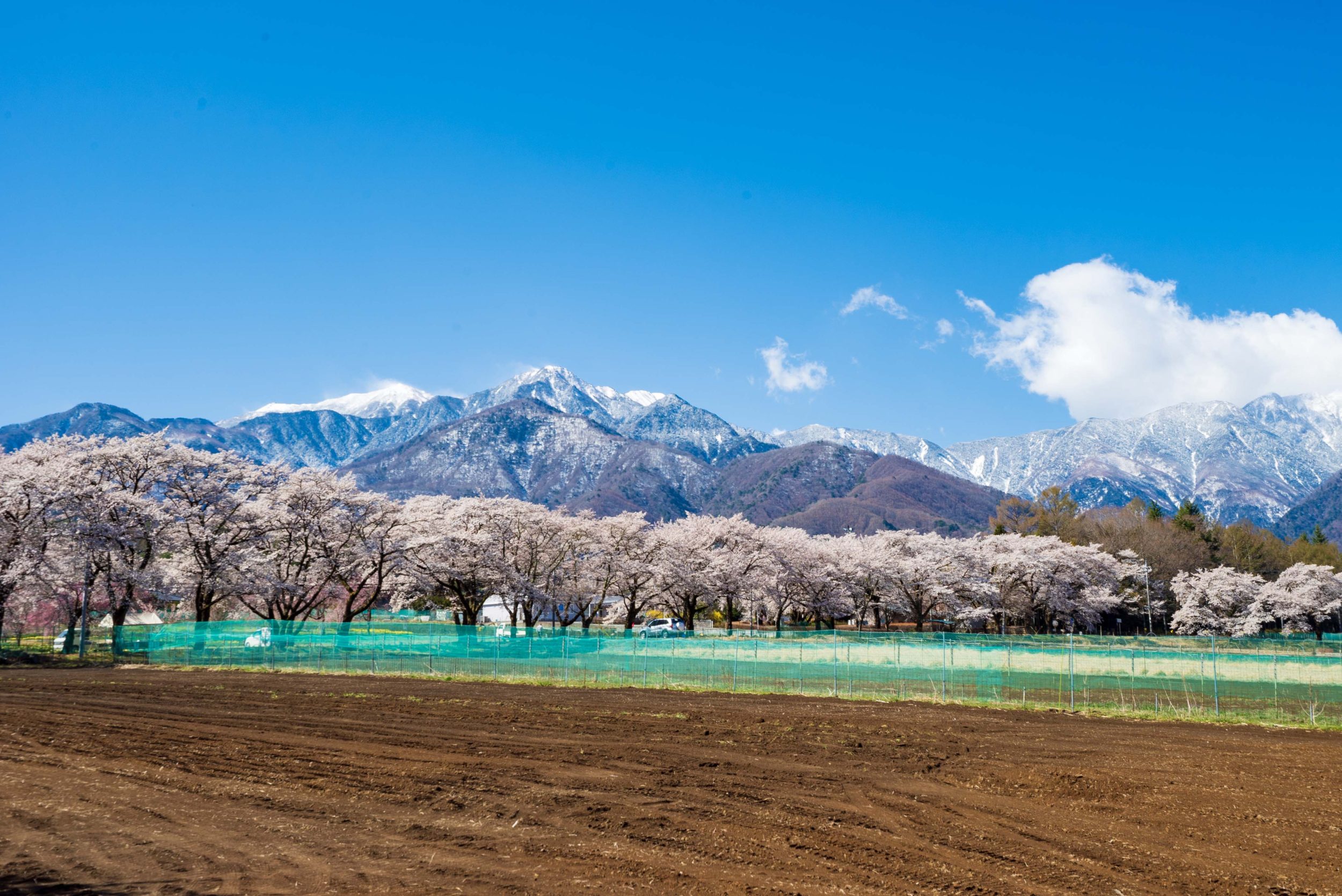 A row of cherry blossom trees in Mahara