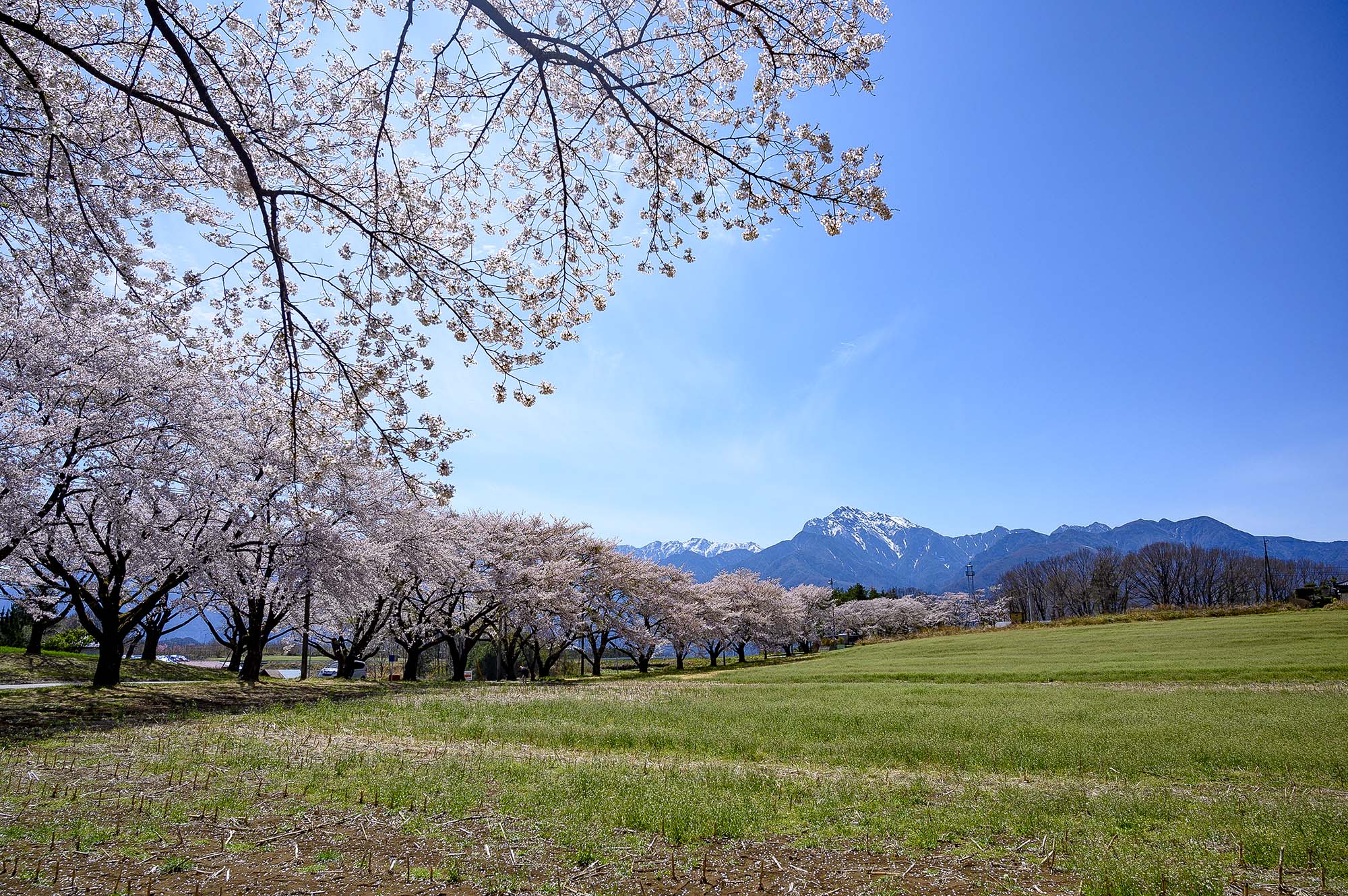 A row of cherry blossom trees