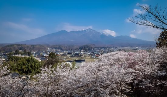 Cherry blossoms at Tando Castle Ruins Park