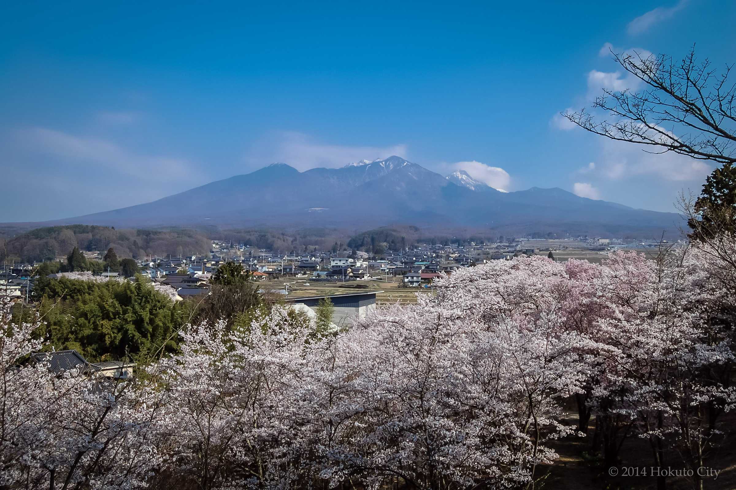 Cherry blossoms at Tando Castle Ruins Park