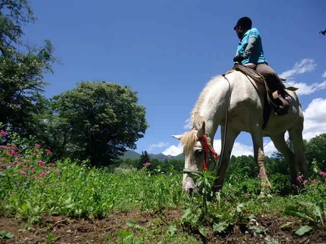 Horse riding experience 90 minutes course