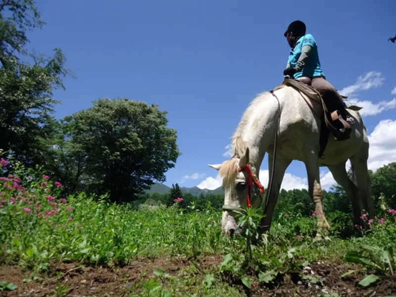 Horse riding experience 90 minutes course Depart for horse trekking in the rich nature of Yatsugatake!