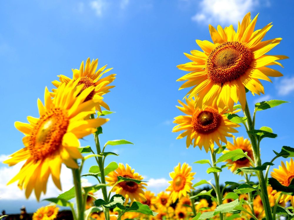 Family trips and recommended ways to spend time <Summer vacation>