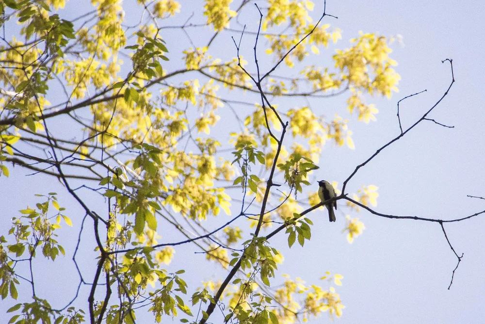 Shijukara that stays on the tree