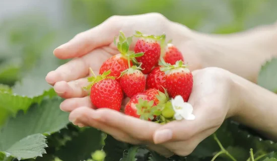 Directly from the production area! Have a fresh "strawberry"