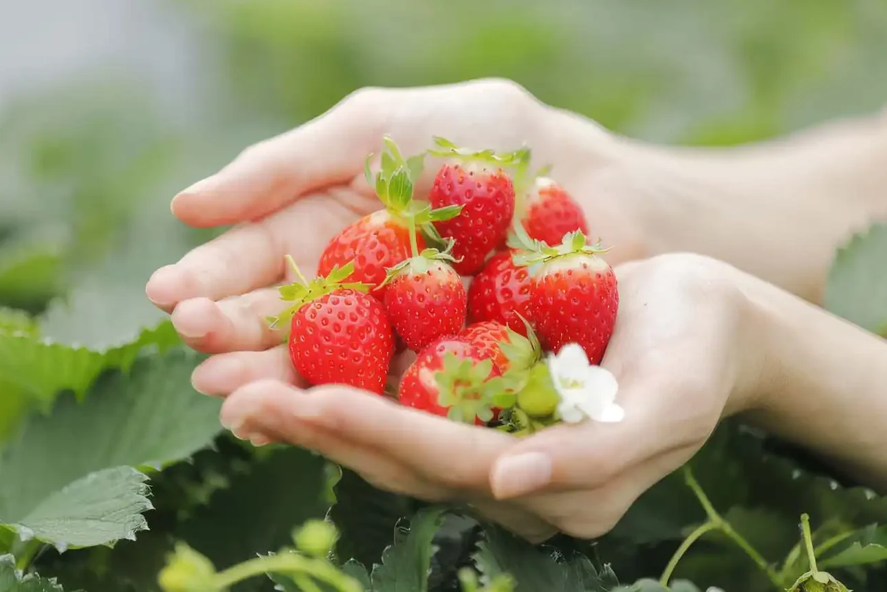 Directly from the production area! Have a fresh "strawberry"