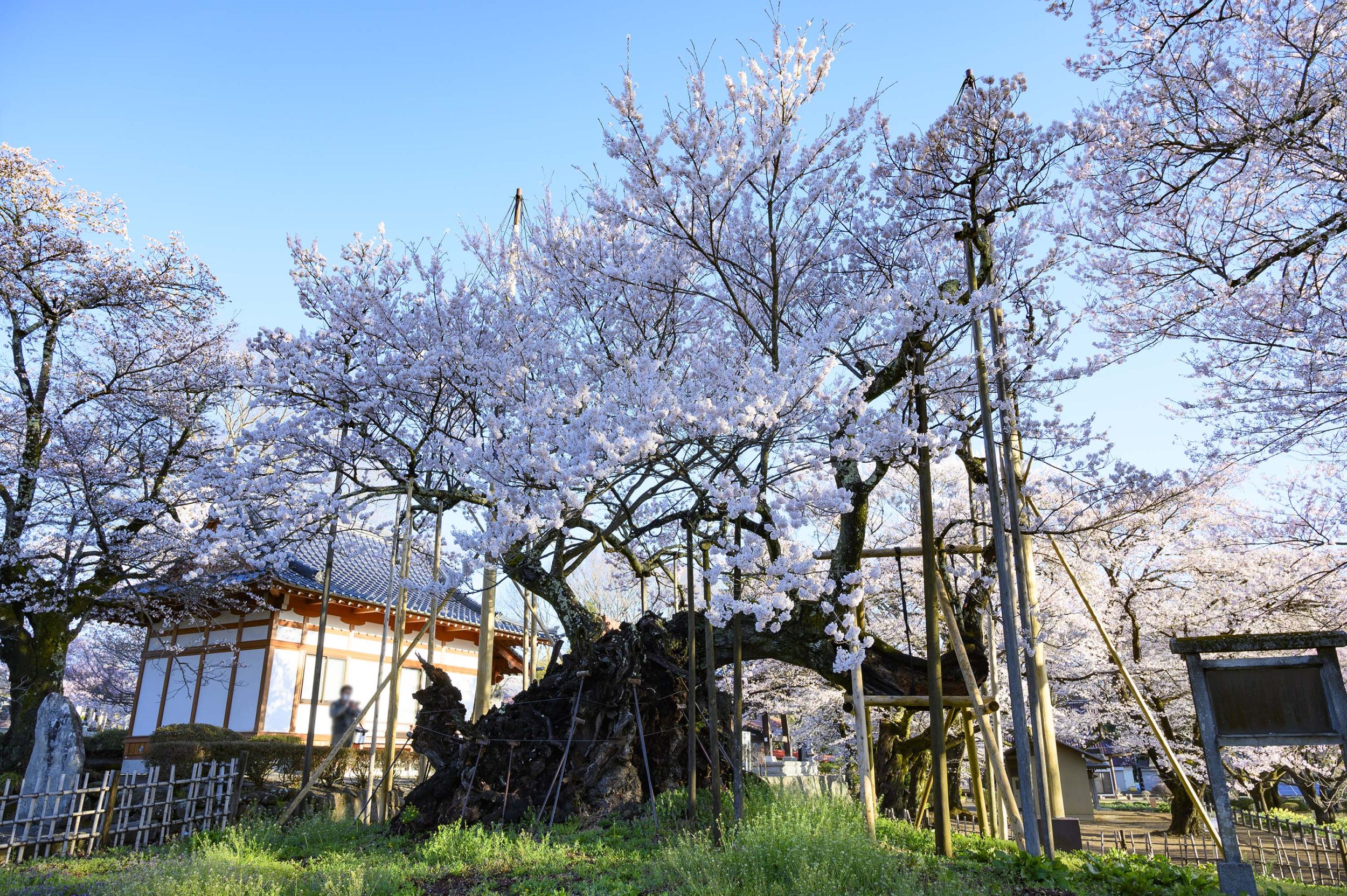 야마타카카미시로사쿠라