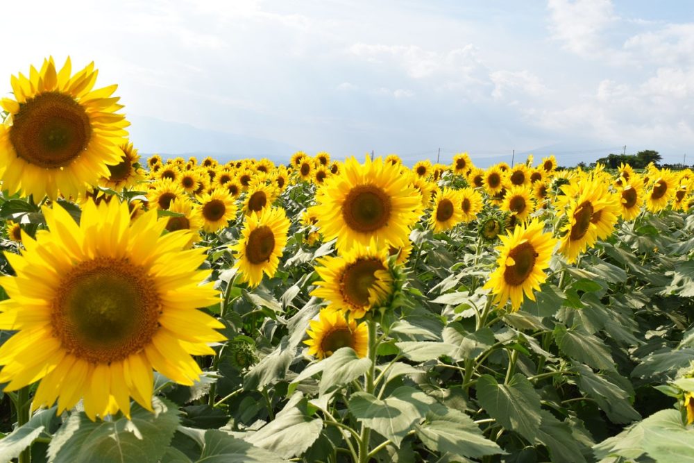 北杜市明野聖花節