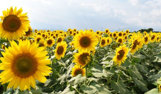 北杜市明野聖花節