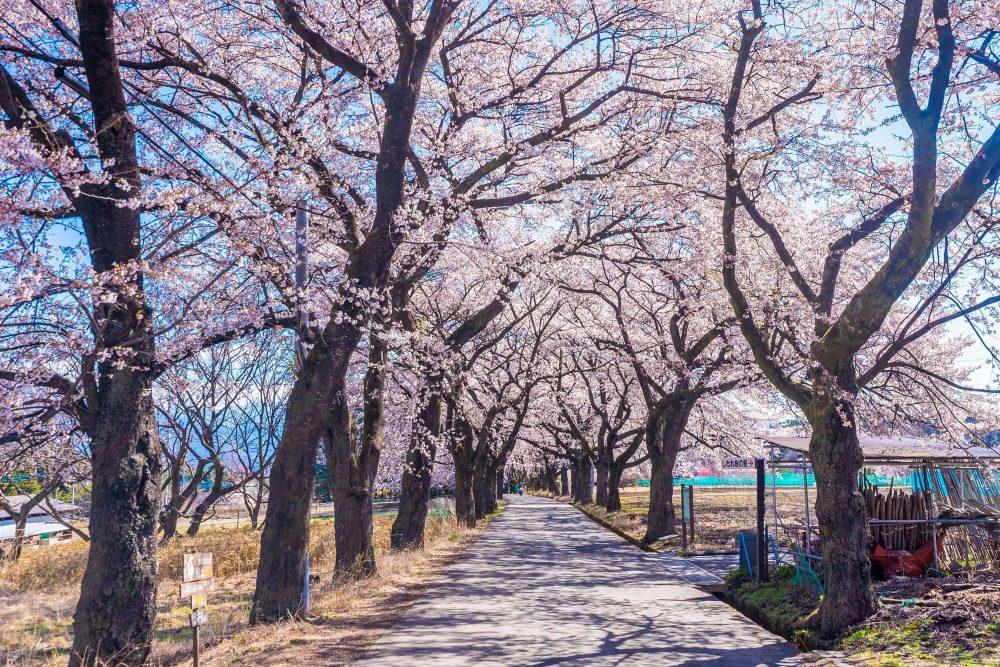 眞原の桜並木