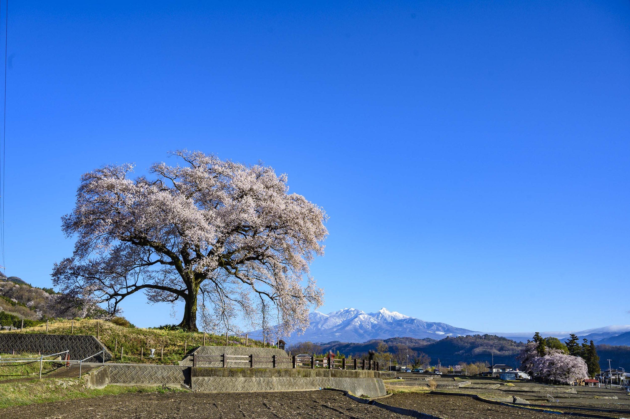 わに塚の桜