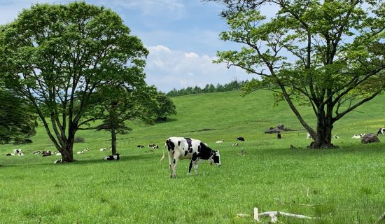 山梨県立 まきば公園