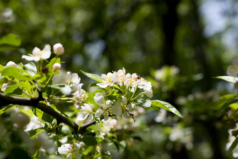 新緑の時期に見られるコナシの花